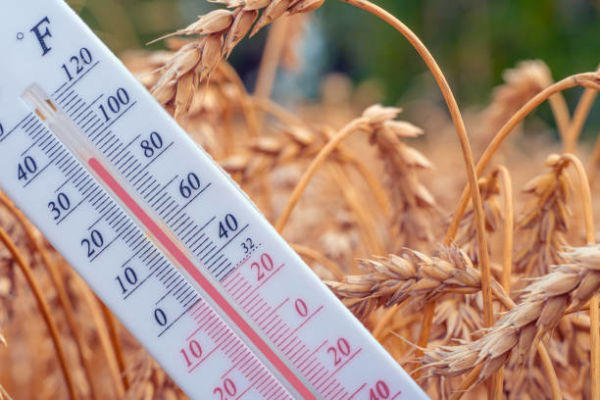 légumes et canicule